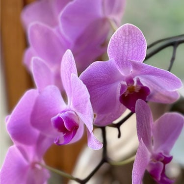 Orchid Care Rebloom