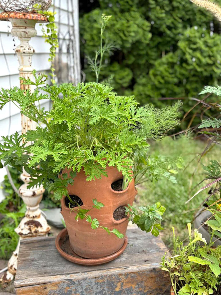 herb-garden-in-strawberry-planter for an easy weekend gardening project