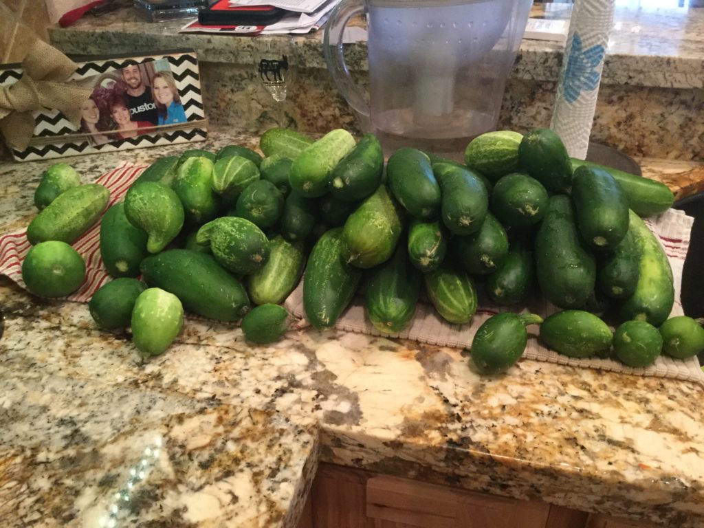 Easy Icebox Dill Pickles