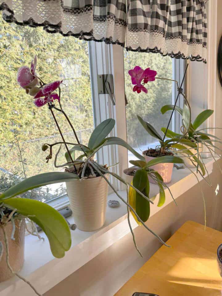 orchids on windowsill in winter