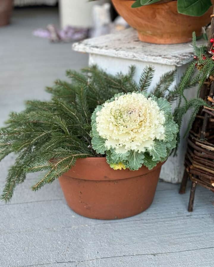 winter-planter-ideas-for-porch-720x900-1 winter-planter-ideas-for-porch white cabbage and evergreen branches