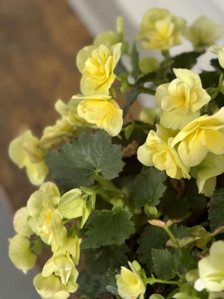 yellow begonias
